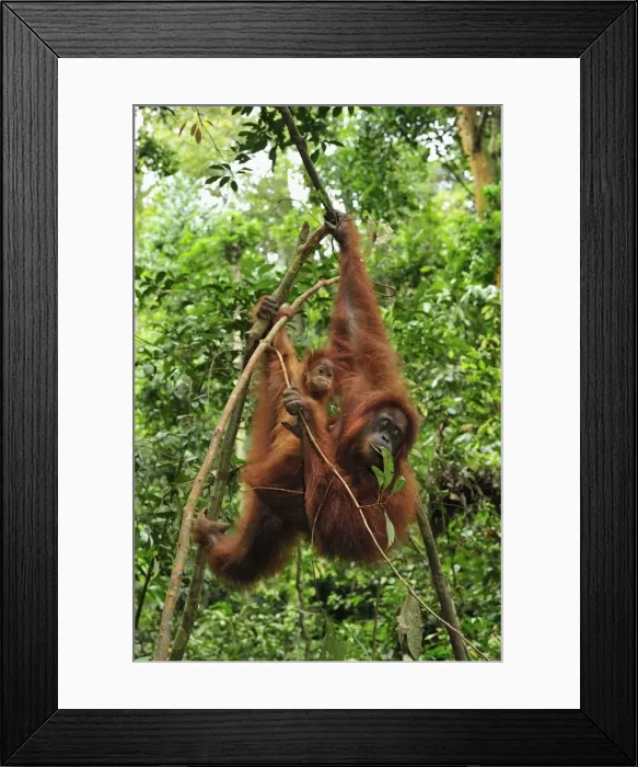 Framed Print : Sumatran Orangutan - mother with baby - Gunung Leuser National Park - Northern Sumatra - Indonesia Framed Print : Sumatran Orangutan - mother with baby - Gunung Leuser National Park - Northern Sumatra - Indonesia