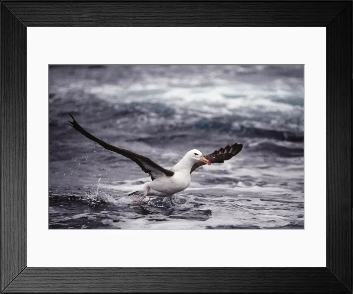 Framed Print : Black-browed Albatross - in flight taking off from water AU-1423 Framed Print : Black-browed Albatross - in flight taking off from water AU-1423