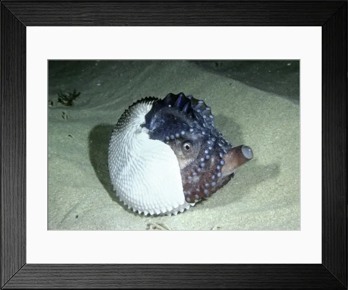 Framed Print : Paper Nautilus - in shallows to spawn AU-404 Framed Print : Paper Nautilus - in shallows to spawn AU-404