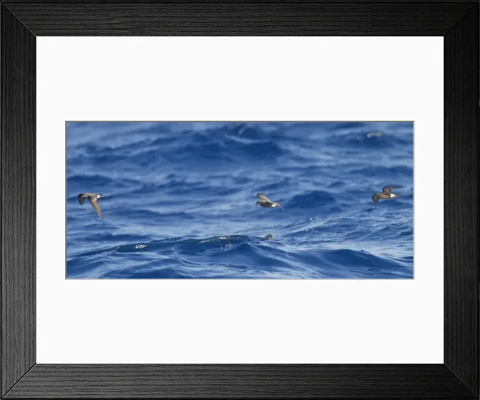 Framed Print : Madeiran Storm-Petrel - in flight over sea - June - Madeira Framed Print : Madeiran Storm-Petrel - in flight over sea - June - Madeira
