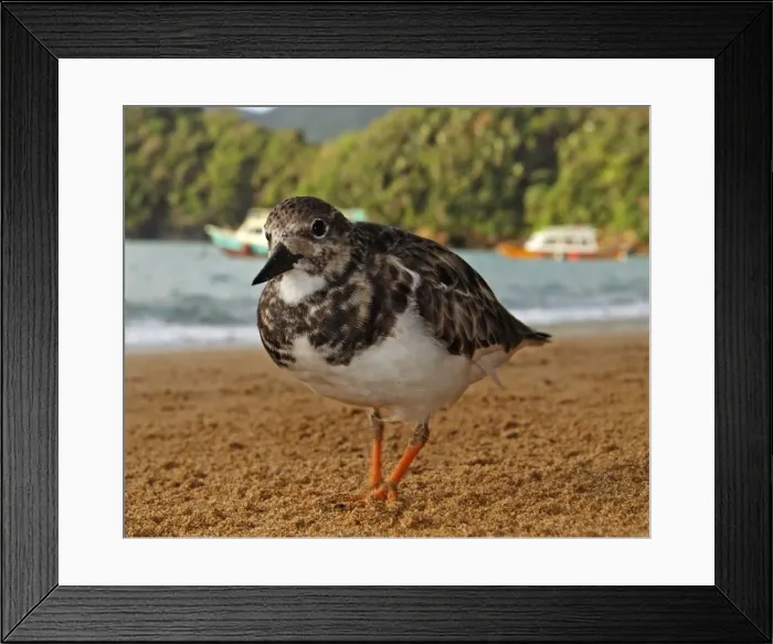 Framed Print : Turnstones - on the beach - early morning - Tobago Framed Print : Turnstones - on the beach - early morning - Tobago