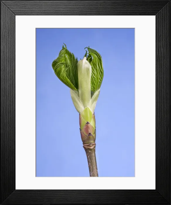 Framed Print : Maple branch Framed Print : Maple branch