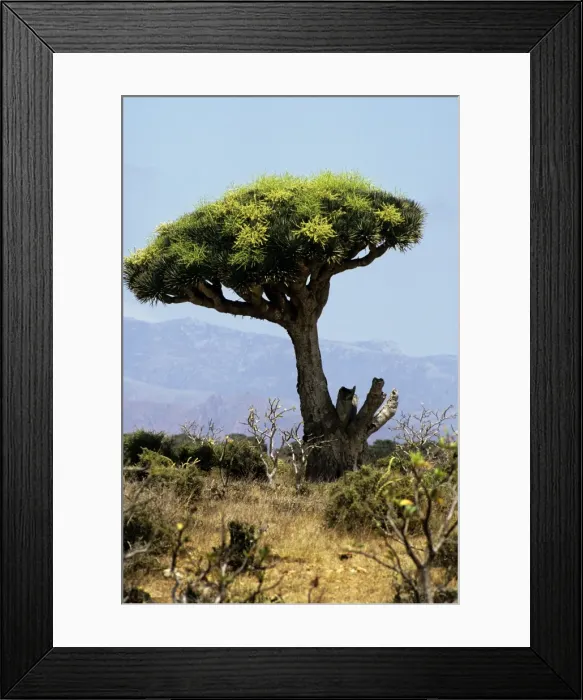 Framed Print : Dragon's Blood Tree Framed Print : Dragon's Blood Tree