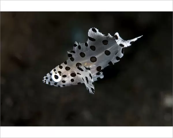 Barramundi Cod  /  Pantherfish - juvenile - Indonesia