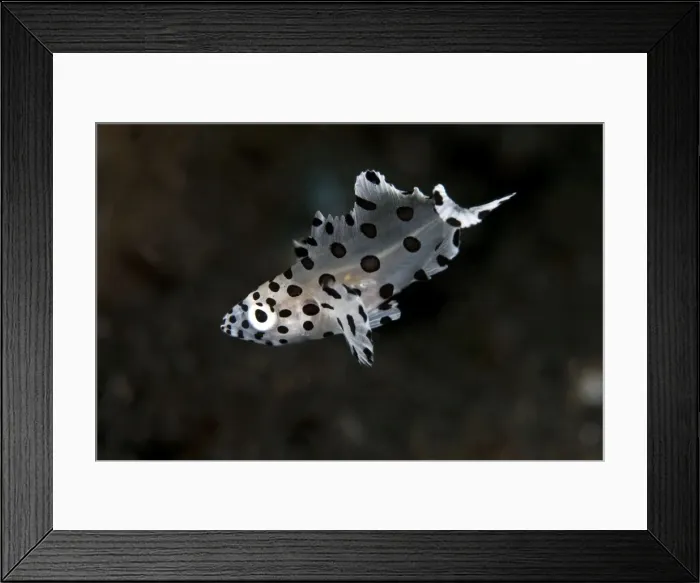 Framed Print : Barramundi Cod / Pantherfish - juvenile - Indonesia Framed Print : Barramundi Cod / Pantherfish - juvenile - Indonesia