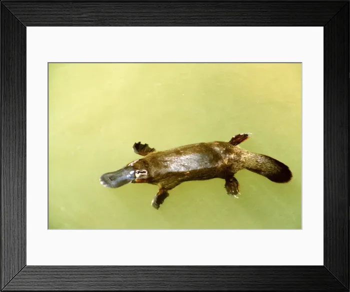 Framed Print : Platypus - swimming on surface - Eastern Australia AU-1692 Framed Print : Platypus - swimming on surface - Eastern Australia AU-1692