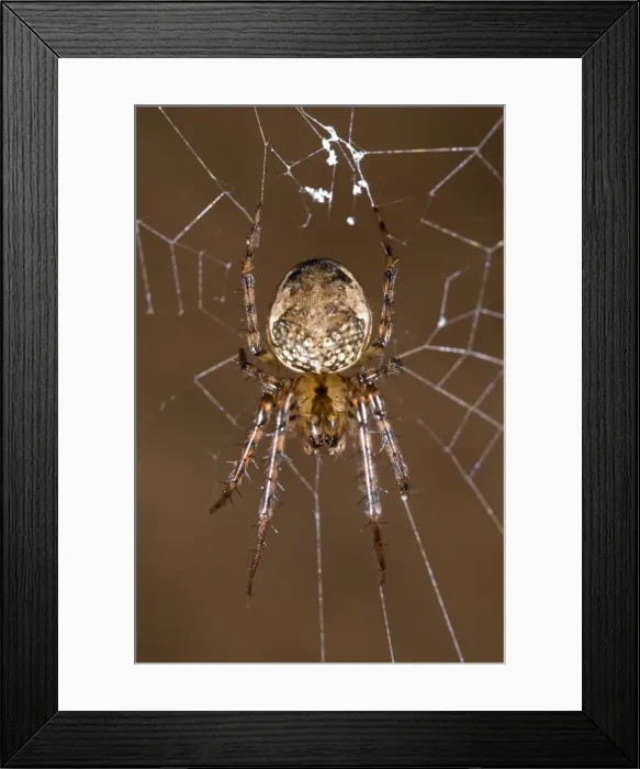 Framed Print : Metellina merianae - Tuscany - Italy Framed Print : Metellina merianae - Tuscany - Italy
