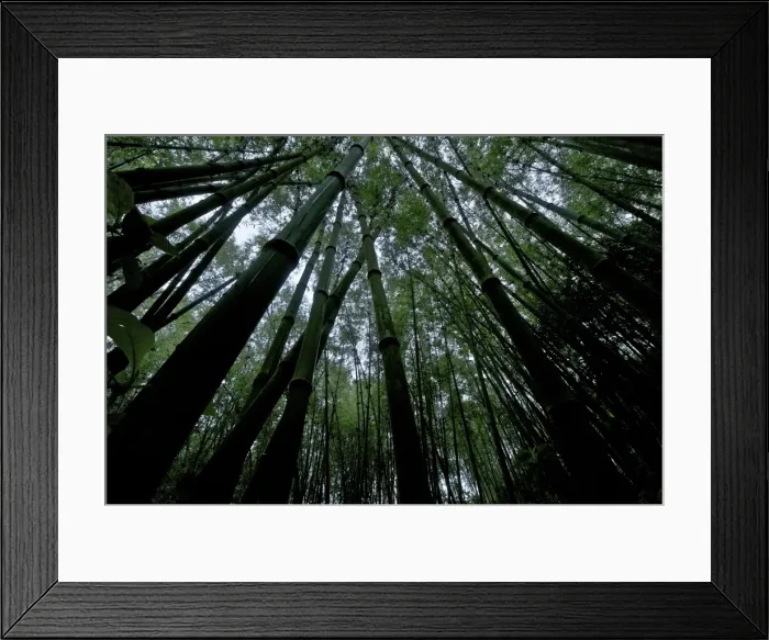 Framed Print : Green Mountain Bamboo forest - Tanzania - Africa Framed Print : Green Mountain Bamboo forest - Tanzania - Africa