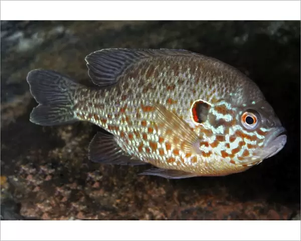 Pumpkinseed, freshwaters North America and introduced to parts of UK and Europe