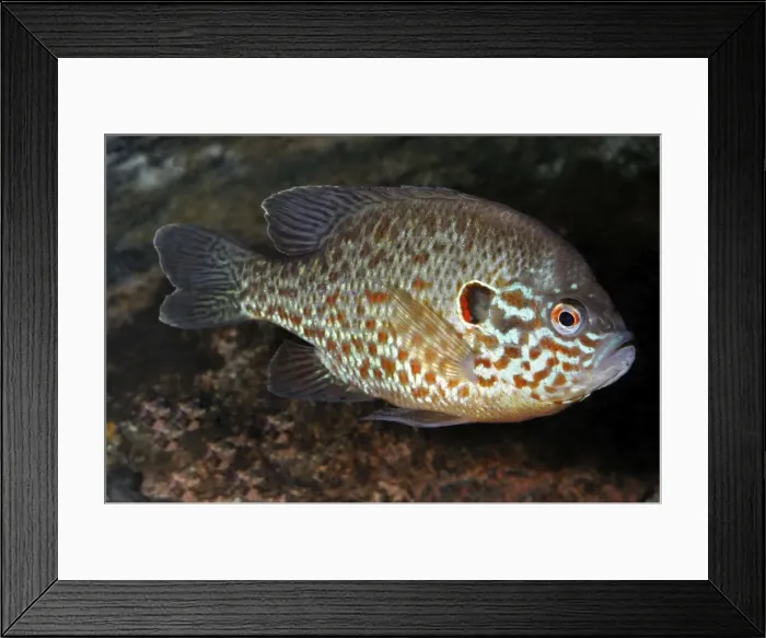 Framed Print : Pumpkinseed, freshwaters North America and introduced to parts of UK and Europe Framed Print : Pumpkinseed, freshwaters North America and introduced to parts of UK and Europe