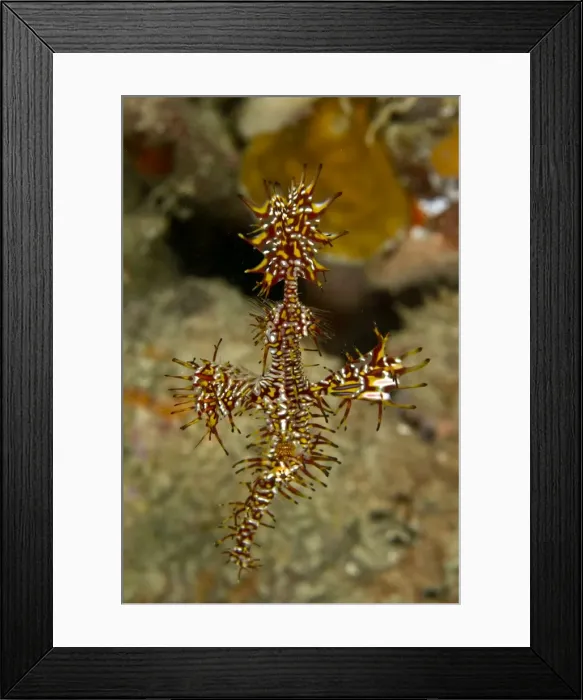 Framed Print : Harlequin Shrimp - Indonesia Framed Print : Harlequin Shrimp - Indonesia