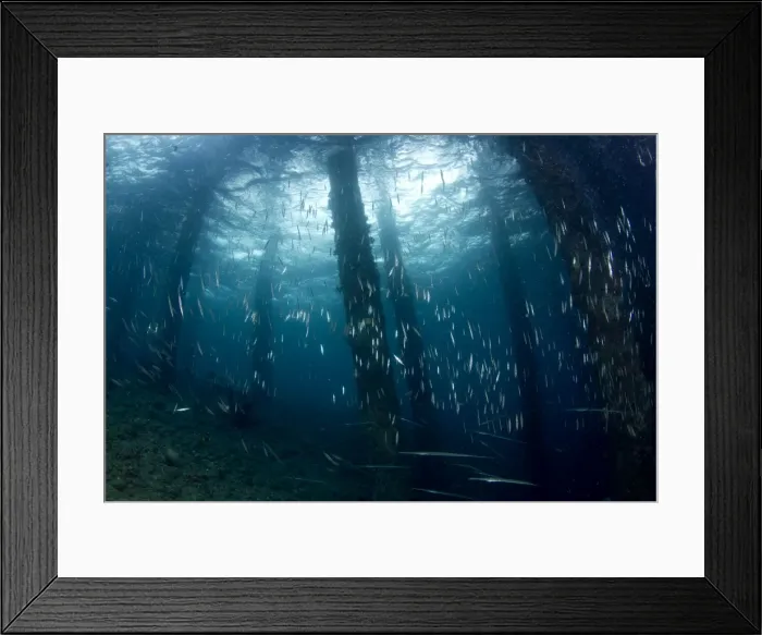 Framed Print : Razorfish - school with Bluespotted Cornetfish (Fistularia commersonii) Framed Print : Razorfish - school with Bluespotted Cornetfish (Fistularia commersonii)