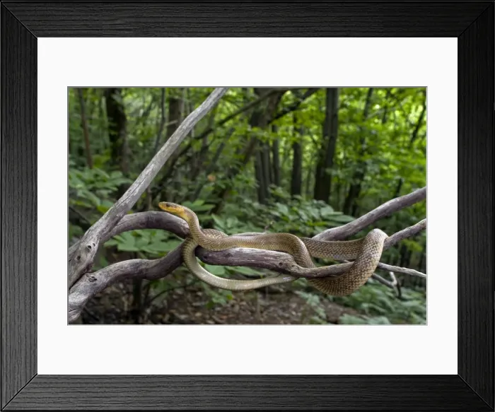 Framed Print : Aesculapian Snake - in habitat - Liguria - Italy Framed Print : Aesculapian Snake - in habitat - Liguria - Italy