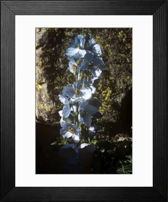 Framed Print : Blue Poppy - Dachigam National Park - Jammu and Kashmir Framed Print : Blue Poppy - Dachigam National Park - Jammu and Kashmir