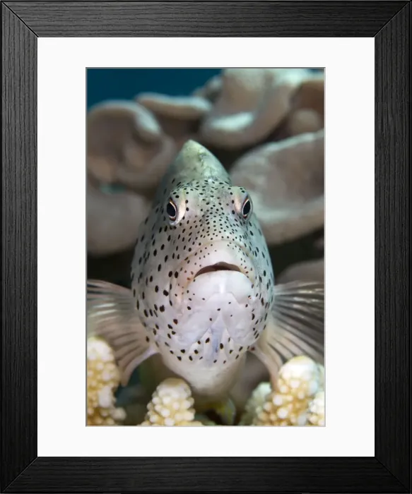 Framed Print : Black-sided  /  Blackside  /  Freckeled Hawkfish - Red Sea