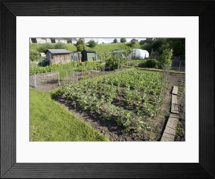 Framed Print : Productive allotment gardens Settle Yorkshire UK Framed Print : Productive allotment gardens Settle Yorkshire UK