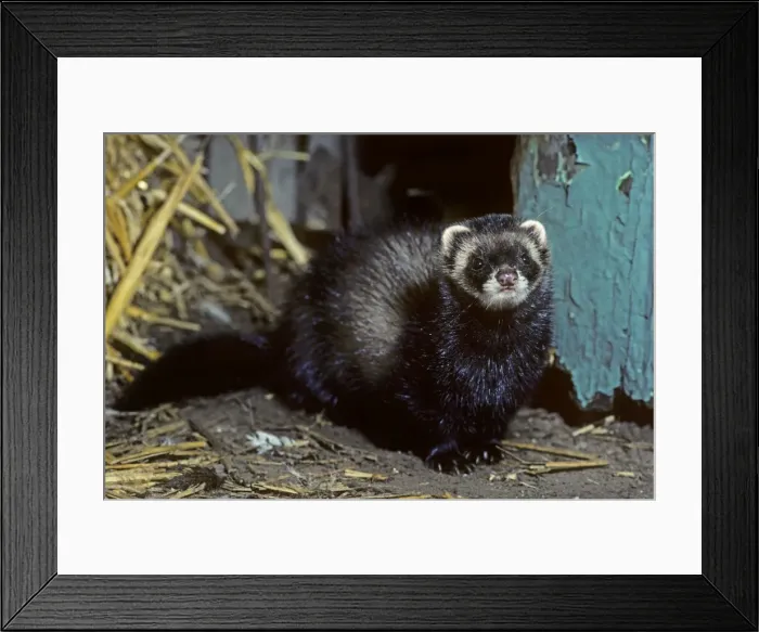 Framed Print : Polecat - in barn Framed Print : Polecat - in barn