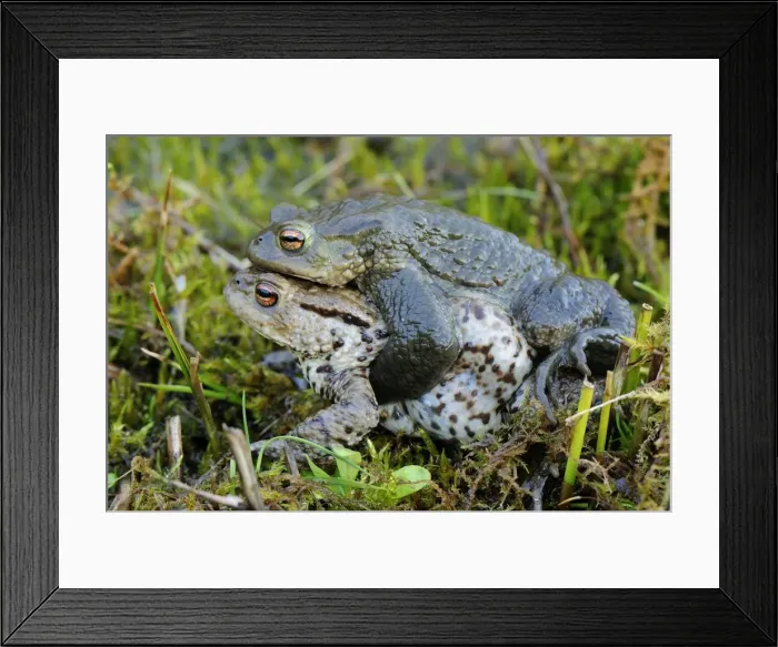 Framed Print : Common Toad - amplexus - Switzerland Framed Print : Common Toad - amplexus - Switzerland