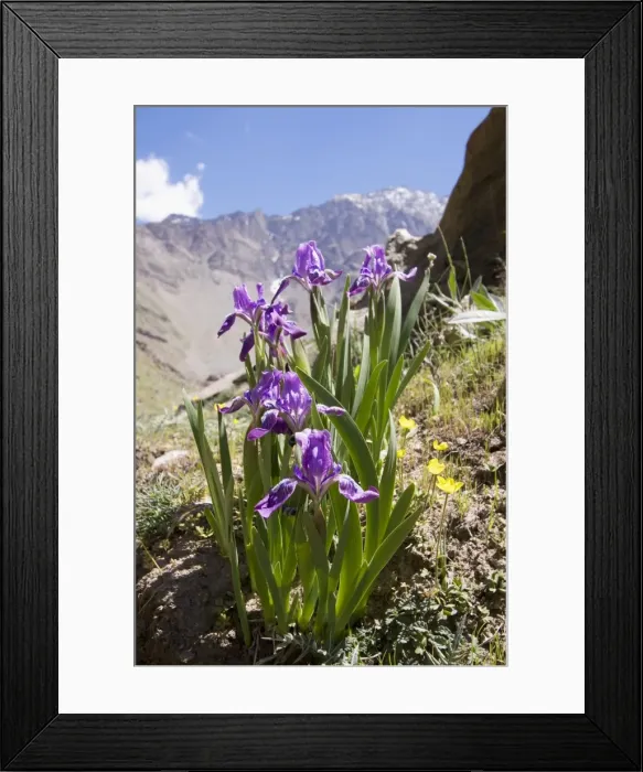 Framed Print : Iris Upper Suru Valley Jammu & Kashmir India Framed Print : Iris Upper Suru Valley Jammu & Kashmir India