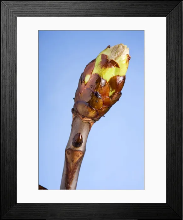 Framed Print : Horse-chestnut bud Framed Print : Horse-chestnut bud