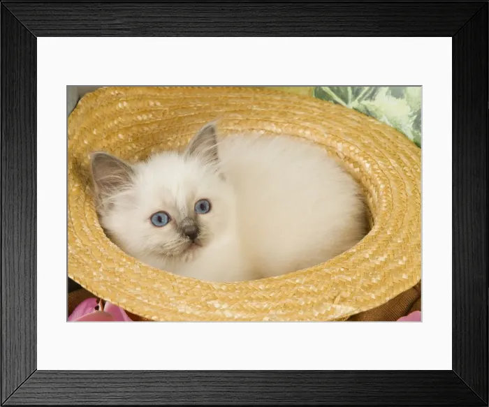 Framed Print : Cat - Birman in hat Framed Print : Cat - Birman in hat