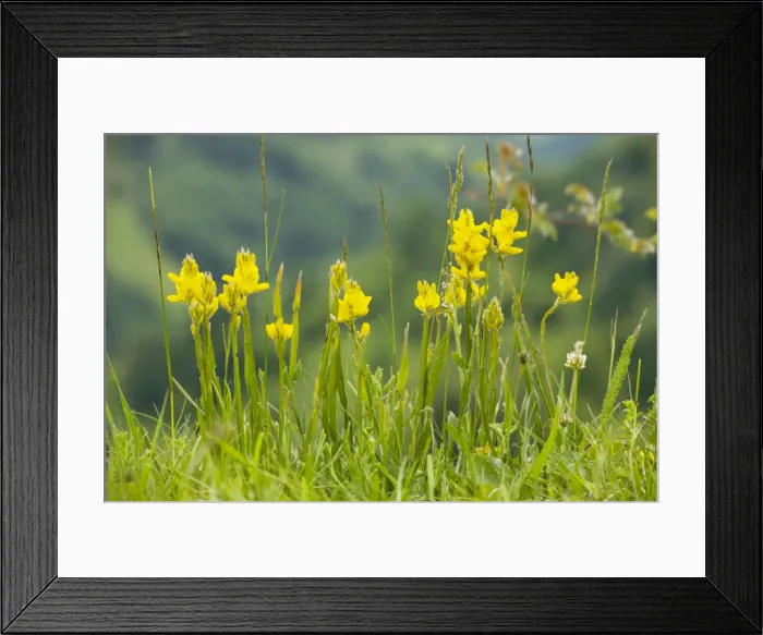 Framed Print : Winged Broom - in flower - Piatra Craiulu Framed Print : Winged Broom - in flower - Piatra Craiulu