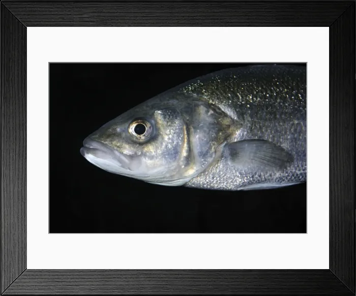 Framed Print : Sea Bass, UK coastal waters and south to include Mediterranean and Black Sea Framed Print : Sea Bass, UK coastal waters and south to include Mediterranean and Black Sea