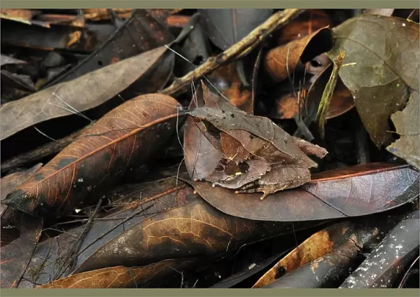 Long-nosed Horned Frog  /  Malayan Horned Frog - camouflaged on leaf litter - Gunung Leuser National Park - Northern Sumatra - Indonesia