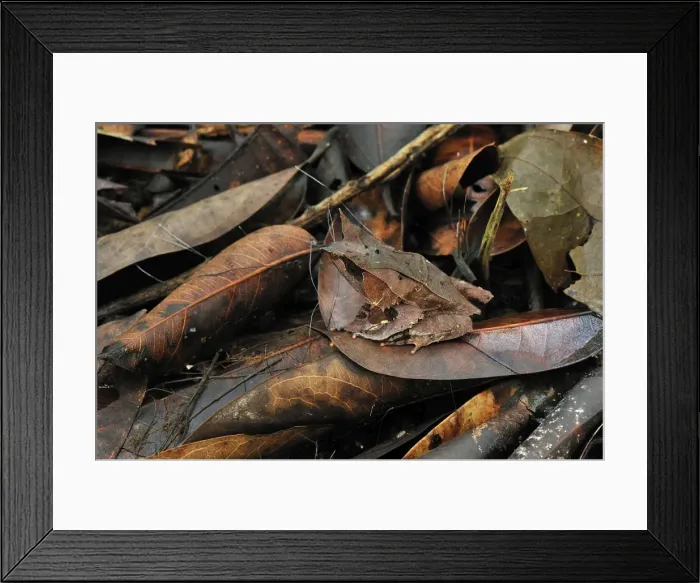 Framed Print : Long-nosed Horned Frog / Malayan Horned Frog - camouflaged on leaf litter - Gunung Leuser National Park - Northern Sumatra - Indonesia Framed Print : Long-nosed Horned Frog / Malayan Horned Frog - camouflaged on leaf litter - Gunung Leuser National Park - Northern Sumatra - Indonesia