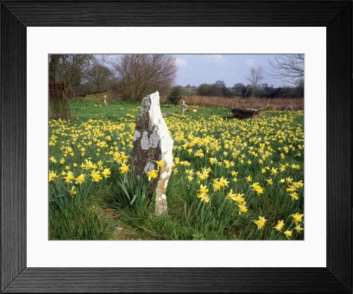 Framed Print : Wild Daffodils - In Holwell churchyard - North Dorset - UK Framed Print : Wild Daffodils - In Holwell churchyard - North Dorset - UK