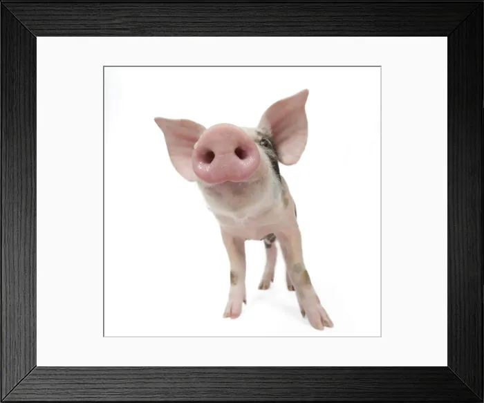 Framed Print : Pig - Piglet Framed Print : Pig - Piglet