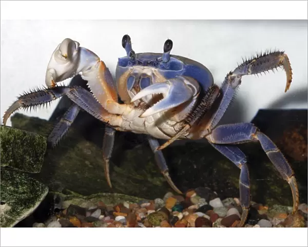 Rainbow Crab  /  Patriot Crab - coastal regions of West Africa