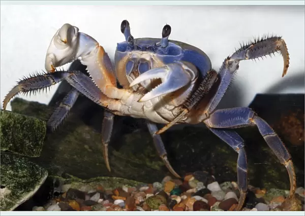 Rainbow Crab  /  Patriot Crab - coastal regions of West Africa
