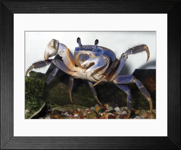 Framed Print : Rainbow Crab / Patriot Crab - coastal regions of West Africa Framed Print : Rainbow Crab / Patriot Crab - coastal regions of West Africa