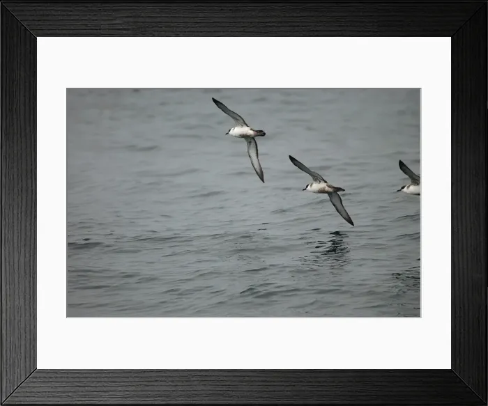 Framed Print : Great Shearwaters RES 281 In flight over water Puffinus gravis © George Reszeter / ardea. com Framed Print : Great Shearwaters RES 281 In flight over water Puffinus gravis © George Reszeter / ardea. com