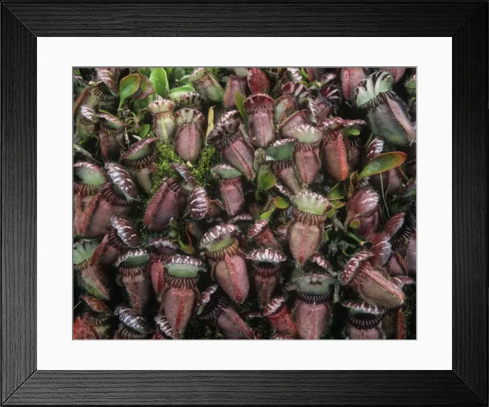 Framed Print : Albany Pitcher Plant Walpole-Nornalup National Park, Australia Framed Print : Albany Pitcher Plant Walpole-Nornalup National Park, Australia