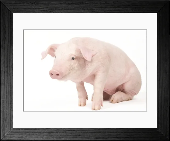 Framed Print : Pig - Piglet Framed Print : Pig - Piglet