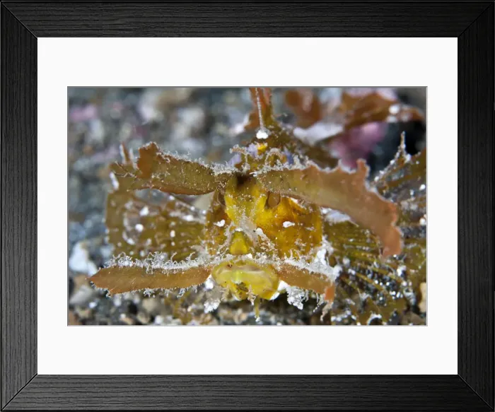 Framed Print : Ambon Scorpionfish - Indonesia Framed Print : Ambon Scorpionfish - Indonesia