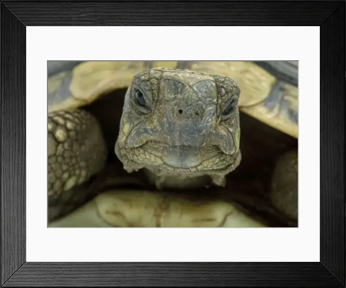Framed Print : Tortoise - in studio Framed Print : Tortoise - in studio