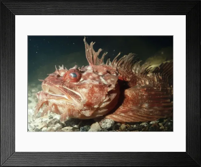 Framed Print : Sea Raven PM 7769 Hemitripterus americanus © Pat Morris / ARDEA LONDON Framed Print : Sea Raven PM 7769 Hemitripterus americanus © Pat Morris / ARDEA LONDON