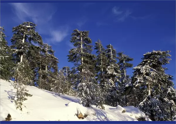 Laricio Pine Trees - in snow - Vergio's Pass - Corsica