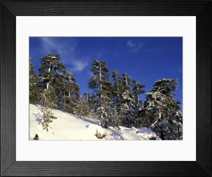 Framed Print : Laricio Pine Trees - in snow - Vergio's Pass - Corsica Framed Print : Laricio Pine Trees - in snow - Vergio's Pass - Corsica