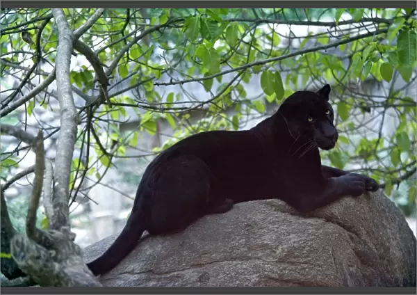 Jaguar melanin - Mexico