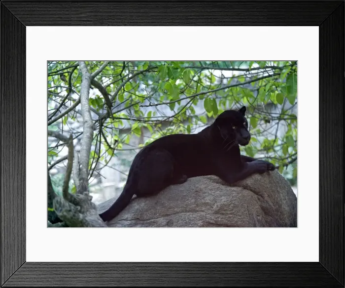 Framed Print : Jaguar melanin - Mexico Framed Print : Jaguar melanin - Mexico