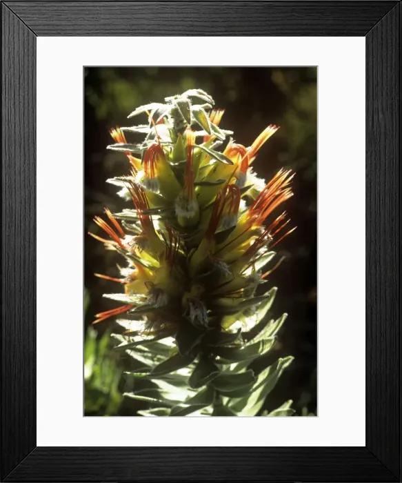 Framed Print : Marsh pagoda - budding flowers Framed Print : Marsh pagoda - budding flowers