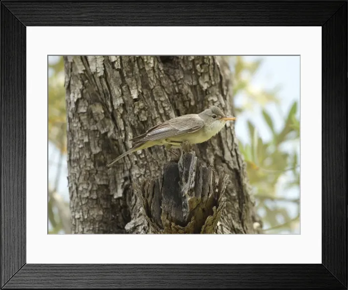 Framed Print : Olive-tree Warbler - perched on Olive Tree branch - Southern Turkey - May Framed Print : Olive-tree Warbler - perched on Olive Tree branch - Southern Turkey - May