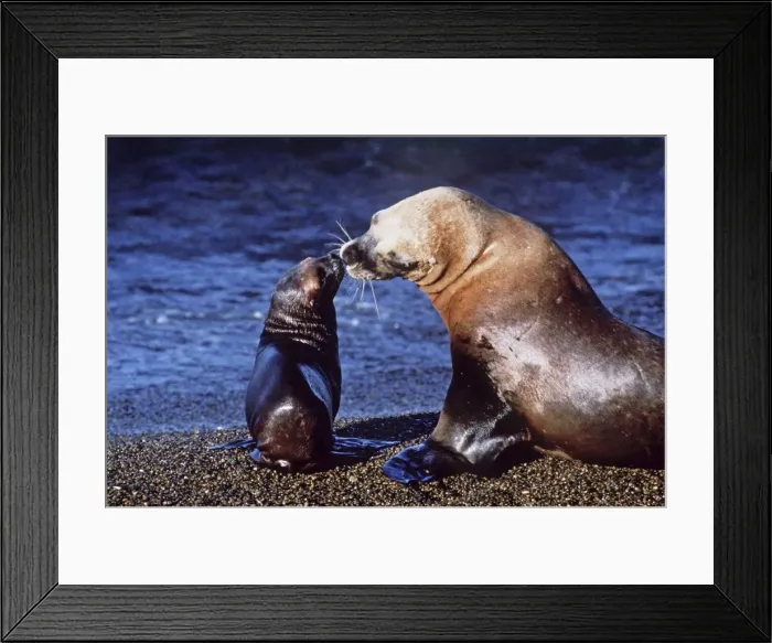 Framed Print : South American Sea Lion - on beach with cub - Argentina AU-1388 Framed Print : South American Sea Lion - on beach with cub - Argentina AU-1388