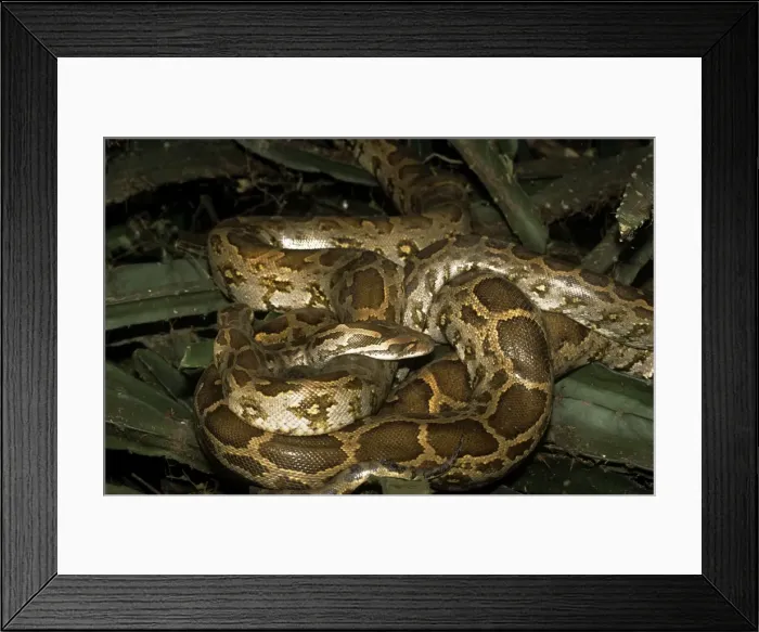 Framed Print : Indian Rock Python - two coiled together - Keoladeo National Park Framed Print : Indian Rock Python - two coiled together - Keoladeo National Park