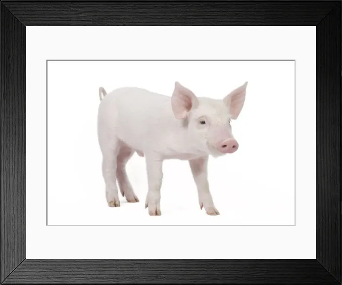 Framed Print : Pig - Piglet Framed Print : Pig - Piglet