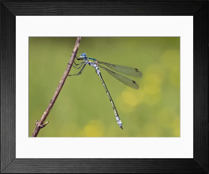 Framed Print : Robust Spreadwing Damselfly - male - Italy Framed Print : Robust Spreadwing Damselfly - male - Italy